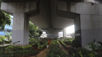 Petugas PPSU merawat tanaman di Taman Bibit Kelurahan Kebayoran Lama Utara, Jakarta, Minggu (28/2/2021). [Suara.com/Angga Budhiyanto]