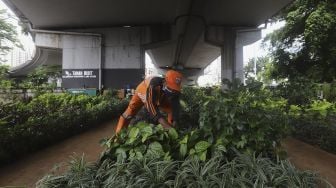 Petugas PPSU merawat tanaman di Taman Bibit Kelurahan Kebayoran Lama Utara, Jakarta, Minggu (28/2/2021). [Suara.com/Angga Budhiyanto]