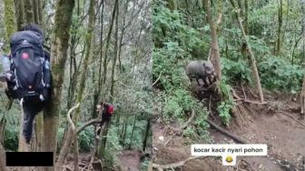 Viral Pendaki Gunung Dicegat Babi Hutan, Aksi Panjat Pohon Bikin Ngakak