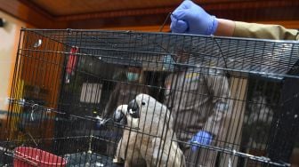 Petugas mengambil gambar Kakatua Jambul Putih (Cacatua alba) yang berada dalam sangkar saat gelar barang bukti penggagalan pemasukan satwa tanpa dokumen di Balai Besar Karantina Pertanian Surabaya di Sidoarjo, Jawa Timur, Selasa (2/3/2021). ANTARA FOTO/Zabur Karuru