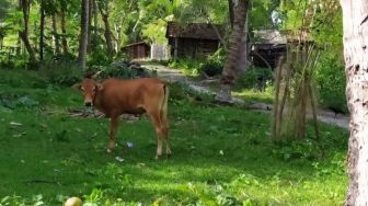 Pemilik Sapi yang Berkeliaran di Bulukumba Kena Denda Rp 1 Juta