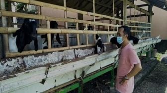 Dampak Pandemi, Pelaku Pariwisata di Gianyar Jadi Peternak Kambing