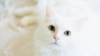 Viral Kucing Ikut Naik ke Pelaminan dan Lakukan Ini, Nggak Rela Pemiliknya Menikah