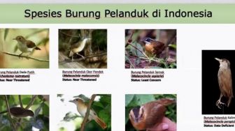 Burung Pelanduk Kalimantan Ditemukan Setelah 172 Tahun Hilang