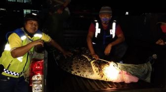 Buaya di Bontang Berhasil Dievakuasi, Warga Diingatkan Tak Mandi Dekat Laut