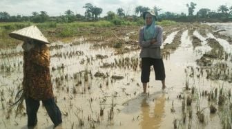 Tolak Pembangunan Kantor Terpadu Pemprov, Aktivis Lingkungan: Itu Rawa Gambut