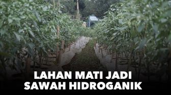 Covid-19: Manfaatkan Lahan Mati dan Bercocok Tanam Secara Hidroganik