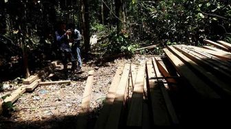 Temuan Kayu Illegal Logging di Hutan Lindung Bukit Betabuh, Pelaku ke Mana?