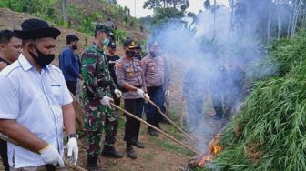 5 Hektare Ladang Ganja di Aceh Dimusnahkan, 1 Pemilik Ditangkap