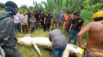 Tragis, Jasad Anak 8 Tahun di Kutai Timur Ditemukan Tewas Dalam Perut Buaya