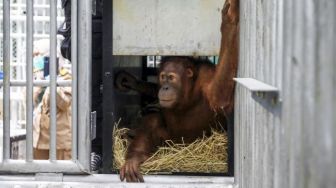 Kondisi 9 Orangutan Repatriasi dari Malaysia, Mulai Nyaman dan Manja