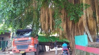 Tak Masuk Akal, Truk Trailer Tersesat Berhenti di Pohon Bringin, Warga: Lebar Jalan Hanya 2 Meter