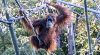 Orangutan di Kebun Binatang San Diego Amerika Serikat Divaksin Covid-19