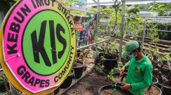 Petani Anggur merawat tanaman Anggur di Kebun Imut Si Nakal di Duren Sawit, Jakarta Timur, Sabtu (6/3/2021). [Suara.com/Alfian Winanto]