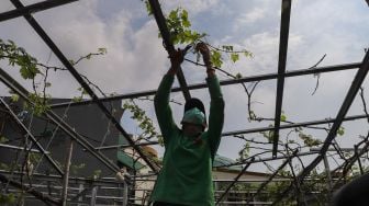 Petani Anggur merawat tanaman Anggur di Kebun Imut Si Nakal di Duren Sawit, Jakarta Timur, Sabtu (6/3/2021). [Suara.com/Alfian Winanto]