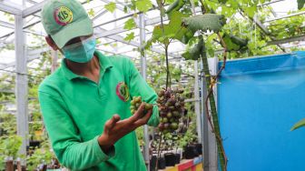 Petani Anggur merawat buah Anggur di Kebun Imut Si Nakal di Duren Sawit, Jakarta Timur, Sabtu (6/3/2021). [Suara.com/Alfian Winanto]