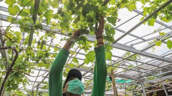 Petani Anggur merawat tanaman Anggur di Kebun Imut Si Nakal di Duren Sawit, Jakarta Timur, Sabtu (6/3/2021). [Suara.com/Alfian Winanto]