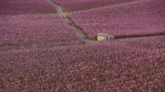 Orang-orang berjalan di sepanjang jalan melintasi kebun pohon persik yang mekar di Aitona, Catalunya, Spanyol, pada (5/3/2021). [Pau BARRENA / AFP]