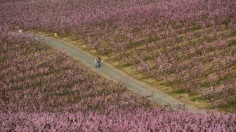 Orang-orang berjalan di sepanjang jalan melintasi kebun pohon persik yang mekar di Aitona, Catalunya, Spanyol, pada (5/3/2021). [Pau BARRENA / AFP]