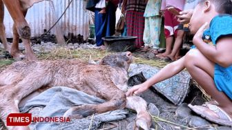 Heboh Sapi Lahir Berkepala Dua di Probolinggo