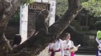 Viral Monyet Colong HP di Pura Luhur Uluwatu, Bikin Gemes atau Ngeselin?