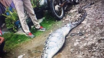 Detik-detik Warga Lampung Timur Tangkap Ular Piton Sepanjang 3 Meter, Gegara Mangsa Ternak