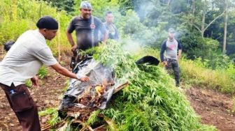 Polisi Bakar 3 Hektare Ladang Ganja di Nagan Raya