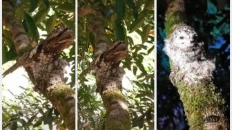 Burung Paruh Kodok: Viral Burung Mirip Kayu, Ciri-ciri dan Keunikannya