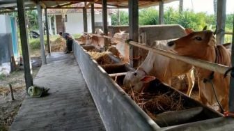 Puluhan Sapi di Palembang Mati Mendadak Karena Virus Ini