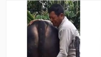 Viral Tangisan Pilu Kakek Melepas Jual Lembu Kesayangan, Publik Ikut Nangis