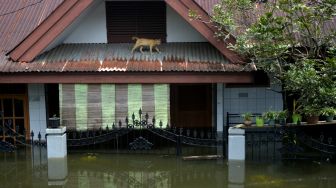 Seekor kucing berada di atas atap rumah yang terendam banjir di Kecamatan Manggala, Makassar, Sulawesi Selatan, Kamis (11/3/2021). ANTARA FOTO/Abriawan Abhe
