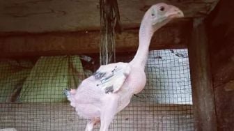 Si Bule, Ayam Unik Tak Berbulu di Pesisir Selatan