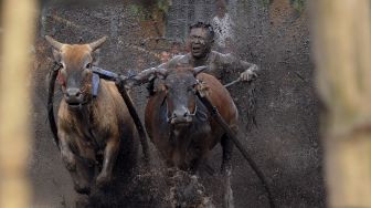 Joki memacu dua sapinya saat latihan Pacu Jawi di Nagari Cubadak, Kabupaten Tanah Datar, Sumatera Barat, Sabtu (13/3/2021). [ANTARA FOTO/Iggoy el Fitra]