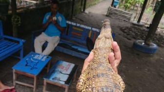 Warga Piyungan Dikejutkan Buaya muara di Wisata Teratai Biru Kali Opak