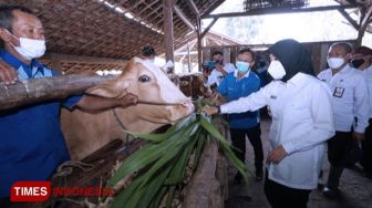 Hewan Ternak di Banyuwangi Dapat Pemeriksaan Kesehatan Gratis
