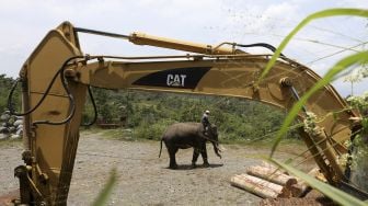 Tim penanganan konflik gajah dari Balai Konservasi Sumber Daya Alam (BKSDA) Aceh melaksanakan patroli dengan menggunakan gajah jinak di Bener Meriah, Aceh, Senin (15/3/2021). [ANTARA FOTO/Irwansyah Putra]