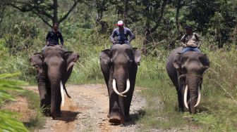 Patroli Konflik Gajah Liar di Aceh