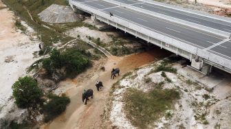 Terowongan Perlintasan Gajah di Tol Pekanbaru-Dumai