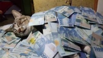 Hewan Sultan! Viral Kucing Tidur Pakai Selimut Tumpukan Uang Rp 50 Ribu