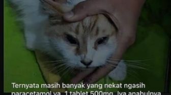 Kucing Diberi Paracetamol saat Demam, Dokter Hewan Jelaskan Efeknya