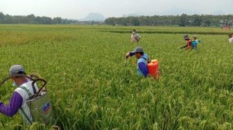 Atasi Hama Wereng Coklat, Pemdes Babakan Lakukan Penyemprotan Massal