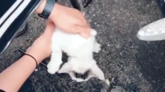 Viral Pria Tak Suka Lihat Kucing, Pelaku: Saya Bunuh!