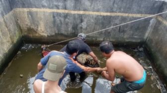 11 Tahun Dipelihara Warga Kalbar, Buaya 2,5 Meter Akhirnya Dievakuasi