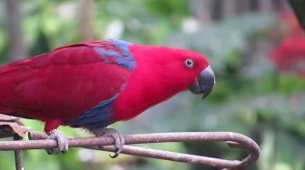 Jumardi, Pelaku Bisnis Jual Beli Burung Bayan di Pontianak Segera Diadili