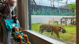 Bisa Ajak Anak Main Bareng Harimau di Lembang Bandung Barat
