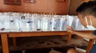 500 Pecinta Cupang se-Riau Ada Kuat di Sembang Cupang Bengkalis Bertanjak