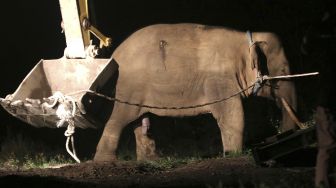 Seekor gajah liar yang ditangkap Tim Balai Konservasi Sumber Daya Alam (BKSDA) Aceh dipindahkan ke lokasi yang lain (translokasi) dengan menggunakan alat berat di Bener Meriah, Aceh, Sabtu (20/3/2021). [ANTARA FOTO/Irwansyah Putra]