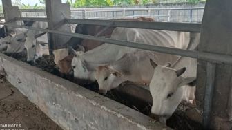 Jadi Sentra Sapi Peranakan Ongol, Pemkab Lebak Optimalkan Inseminasi Buatan