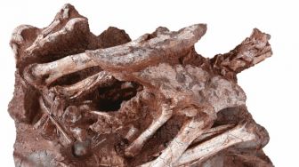 Wow, Fosil Telur dengan Bayi Dinosaurus Ditemukan di China