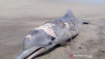 Lumba-Lumba Hidung Botol Ditemukan Mati di Pantai, Ini Kejadian Langka